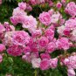100 Pcs Rose multiflora Nana Perpetua 'Garden Party' Hardy Shrub Bonsai