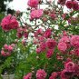 100 Pcs Rose multiflora Nana Perpetua 'Garden Party' Hardy Shrub Bonsai