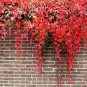 200 Pcs Creepers Green Boston Ivy Bonsai Green Leaf Flowers Plant