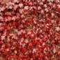 200 Pcs Creepers Green Boston Ivy Bonsai Green Leaf Flowers Plant