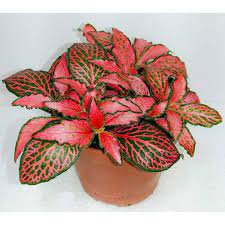 100 Pcs Fittonia verschaffeltii Garden