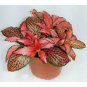 100 Pcs Fittonia verschaffeltii Garden