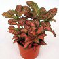 100 Pcs Fittonia verschaffeltii Garden
