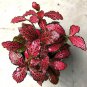 100 Pcs Fittonia verschaffeltii Garden
