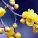 60 Pcs Winter Sweet Prunus Mume Tree Semente