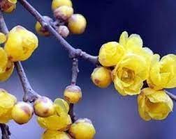 60 Pcs Winter Sweet Prunus Mume Tree Semente