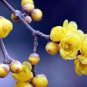 60 Pcs Winter Sweet Prunus Mume Tree Semente