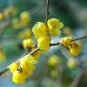 60 Pcs Winter Sweet Prunus Mume Tree Semente