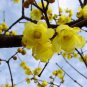 60 Pcs Winter Sweet Prunus Mume Tree Semente