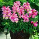 200 Pcs Antirrhinum Snapdragon Bonsai Jardin Fragrant Dwarf Potted Flower Bonsai 200 Pcs Antirrhinum Snapdragon Bonsai Jardin Fragrant Dwarf Potted Flower Bonsai