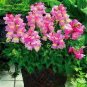 200 Pcs Antirrhinum Snapdragon Bonsai Jardin Fragrant Dwarf Potted Flower Bonsai
