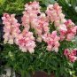 200 Pcs Antirrhinum Snapdragon Bonsai Jardin Fragrant Dwarf Potted Flower Bonsai