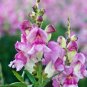 200 Pcs Antirrhinum Snapdragon Bonsai Jardin Fragrant Dwarf Potted Flower Bonsai