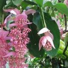 100 Pcs Medinilla Magnifica Bonsai Very Beautiful Bonsai Flower Bonsai Plant
