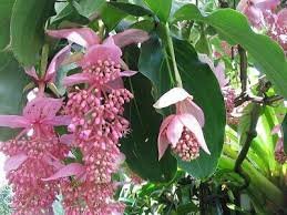 100 Pcs Medinilla Magnifica Bonsai Very Beautiful Bonsai Flower Bonsai Plant