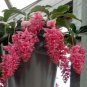 100 Pcs Medinilla Magnifica Bonsai Very Beautiful Bonsai Flower Bonsai Plant