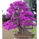 100 Pcs Bonsai Lilac Bonsai Japanese Lilac (Extremely Fragrant)