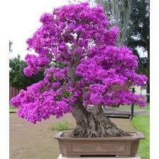 100 Pcs Bonsai Lilac Bonsai Japanese Lilac (Extremely Fragrant)