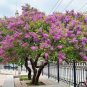 100 Pcs Bonsai Lilac Bonsai Japanese Lilac (Extremely Fragrant)
