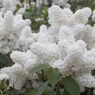 100 Pcs Purple White Lilac Bonsai Lilac Clove Bonsai Flower