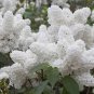 100 Pcs Purple White Lilac Bonsai Lilac Clove Bonsai Flower