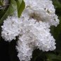 100 Pcs Purple White Lilac Bonsai Lilac Clove Bonsai Flower