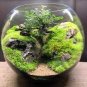 500 Pcs Aquatic Grass Bonsais Colorful Underwater Moss Aquarium Pot Plant Indoor Fish