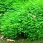 500 Pcs Aquatic Grass Bonsais Colorful Underwater Moss Aquarium Pot Plant Indoor Fish