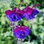 100 Pcs Purple Double Petals Fuchsia Bonsai Potted Flower Bonsai