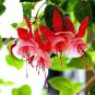 100 Pcs Purple Double Petals Fuchsia Bonsai Potted Flower Bonsai
