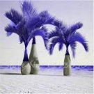 20 Pcs Japan Blue Bottle Palm Plants Multi-Color Exotic Plants Tree Balcony Bonsai