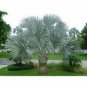 20 Pcs Japan Blue Bottle Palm Plants Multi-Color Exotic Plants Tree Balcony Bonsai