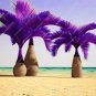 20 Pcs Japan Blue Bottle Palm Plants Multi-Color Exotic Plants Tree Balcony Bonsai