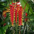 100 Pcs Strelitzia Reginae Indoor Potted Plant Flowers Bird of Paradise Jardim Bonsai Sementes