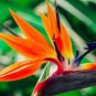 100 Pcs Strelitzia Reginae Indoor Potted Plant Flowers Bird of Paradise Jardim Bonsai Sementes