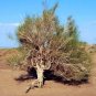 50 Pcs Haloxylon Ammodendron Tree Semente