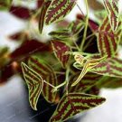 100 Pcs Rare Bat Grass Bonsai Mix-Colors Christia Vespertilionis Bonsai