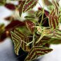 100 Pcs Rare Bat Grass Bonsai Mix-Colors Christia Vespertilionis Bonsai