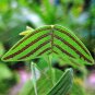 100 Pcs Rare Bat Grass Bonsai Mix-Colors Christia Vespertilionis Bonsai