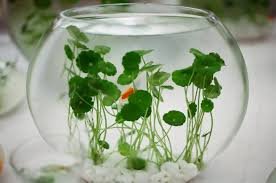 100 Pcs Hydroponics Flower Aquarium Grass Plants