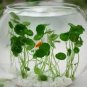 100 Pcs Hydroponics Flower Aquarium Grass Plants