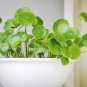 100 Pcs Hydroponics Flower Aquarium Grass Plants