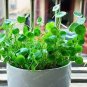 100 Pcs Hydroponics Flower Aquarium Grass Plants