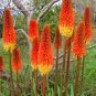 100 Pcs Kniphofia Flower Seeds red hot pokers-plants