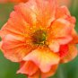 20 Pcs Geum 'Totally Tangerine' Avens Flower