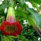 100 Pcs Mix Datura Flower Datura Bonsai Dwarf Brugmansia Suaveolens Flamenco Angel's