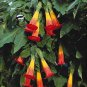 100 Pcs Mix Datura Flower Datura Bonsai Dwarf Brugmansia Suaveolens Flamenco Angel's