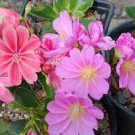 5 Pcs Imported Real Lewisia Cotyledon 'Galaxy Mixed'