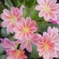5 Pcs Imported Real Lewisia Cotyledon 'Galaxy Mixed'