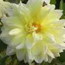 50 Pcs Dahlia Bonsai, Type Flower Dahlia Pachyderms Flower Plant Bonsai Flowers